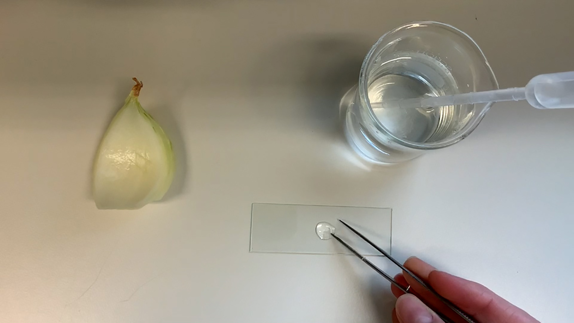 Vorschaubild Video Biologie & Naturwissenschaften - Mikroskopieren Tag der offenen Tuer